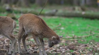 Ormanda küçük bir geyik. Ormandaki bebek geyik. Orman bölgesinde küçük bir yumurta. Ormanlık bir parkta Roe çocuğu. Doğal ortamlarında vahşi bir hayvan. Odocoileus virginianus. Cervidae. Hirsche. 