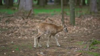 Ormanda küçük bir geyik. Ormandaki bebek geyik. Orman bölgesinde küçük bir yumurta. Ormanlık bir parkta Roe çocuğu. Doğal ortamlarında vahşi bir hayvan. Odocoileus virginianus. Cervidae. Hirsche. 