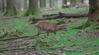 Ormanda küçük bir geyik. Ormandaki bebek geyik. Orman bölgesinde küçük bir yumurta. Ormanlık bir parkta Roe çocuğu. Doğal ortamlarında vahşi bir hayvan. Odocoileus virginianus. Cervidae. Hirsche. 