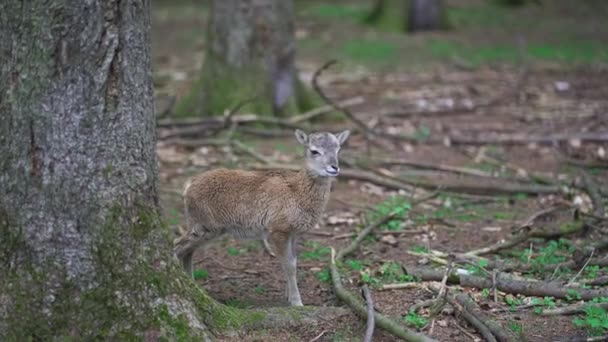 森の中の小さな鹿 森のベイビー ディア 森林地帯の自然の中にある小さなロー 木造の公園にいるローの子供 自然環境の中の野生動物 オディコイラス ウィルギニアス セルビウス科 ヘレスシェイクスピア — ストック動画