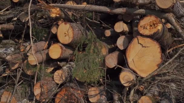 Troncos Árvore Que Foram Derrubados Serrados Mentira Pilha Alemanha Árvores — Vídeo de Stock