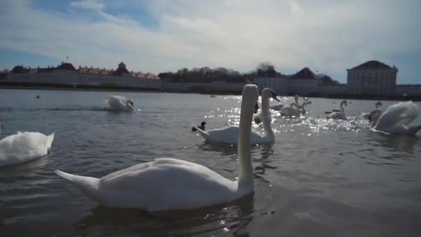 Лебеди Пруду Возле Нимфенбургского Дворца Мюнхен Бавария Германия Белые Лебеди — стоковое видео