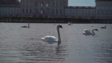 Nymphenburg Sarayı yakınlarındaki gölette kuğular. Münih, Bavyera, Almanya. Beyaz kuğular gölün arka planında Schloss Nymphenburg 'da yüzerler. Su kuşu ördekleri, su birikintisinde kuğu. 