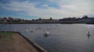 Nymphenburg Sarayı yakınlarındaki gölette kuğular. Münih, Bavyera, Almanya. Beyaz kuğular gölün arka planında Schloss Nymphenburg 'da yüzerler. Su kuşu ördekleri, su birikintisinde kuğu. 