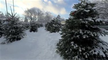 Gündüz vakti, karlı kış havasında dışarıda Noel ağacı pazarında kimse yok. Almanya 'da Noel arifesinde köknar ağacı satmak. Açık hava köknar ağacı pazarı. Karlı kış günü. Spruce ağaçları indirimde.. 