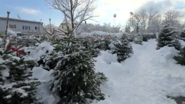 Gündüz vakti, karlı kış havasında dışarıda Noel ağacı pazarında kimse yok. Almanya 'da Noel arifesinde köknar ağacı satmak. Açık hava köknar ağacı pazarı. Karlı kış günü. Spruce ağaçları indirimde.. 