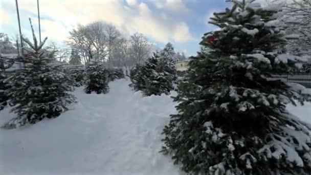 Vánoční Stromeček Trh Venku Sněžném Zimním Počasí Dne Nikým Prodávat — Stock video