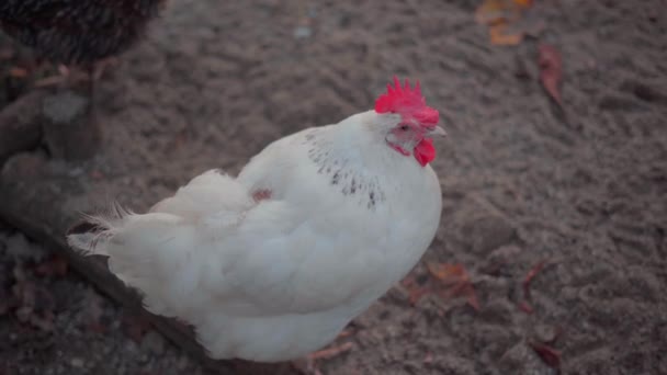 Pollo Doméstico Blanco Caminando Por Granja Atardecer Tema Agricultura Ganadería — Vídeo de stock