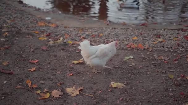 Weiße Haushühner Die Bei Sonnenuntergang Auf Dem Hof Herumlaufen Themen — Stockvideo