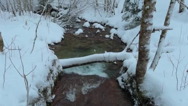 Красивая Горная Река Лесу Снегом Время Снегопада Германии Зимний Горный — стоковое видео