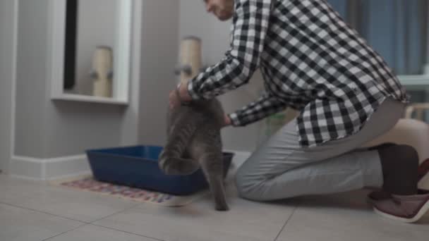 Adult Caucasian Female Owner Gray Scottish Cat Fills Cats Litter — Stock Video