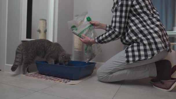 一只灰苏格兰猫的成年白人女性主人在猫的垃圾箱里塞满了卫生用品 照顾宠物和打扫公寓的主题 — 图库视频影像