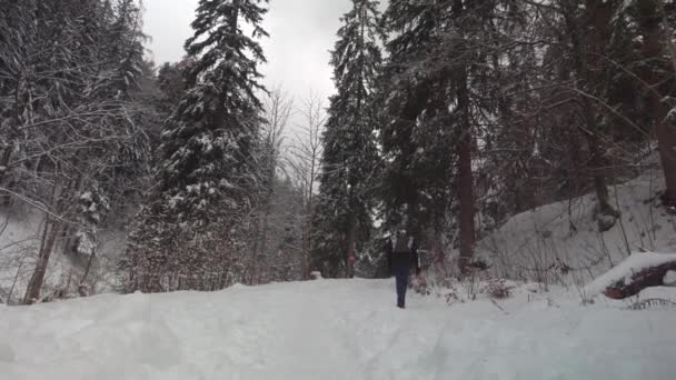 Male Hiker Walks Snowy Coniferous Forest Small Backpack Bavarian Alps — Stock Video