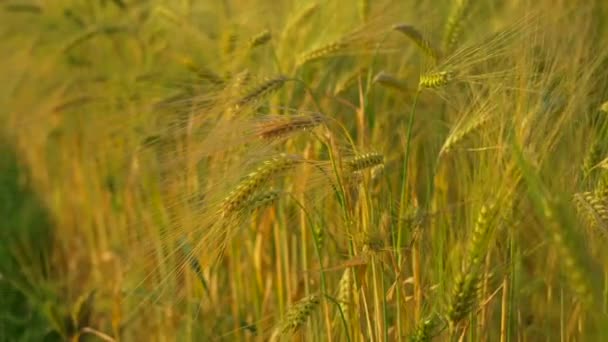 春田里新鲜的青小麦穗 农业领域 德国的农业生产和耕作 欧洲落日下的麦田 未成熟的青小麦 — 图库视频影像