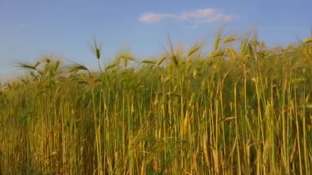 Свіжі Вуха Молодої Зеленої Пшениці Весняному Полі Сільськогосподарська Сцена Сільськогосподарське — стокове відео