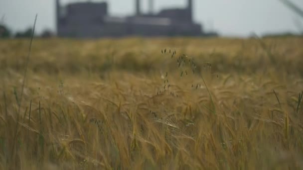 小麦のフィールド上のパイプを持つ工業プラント 大気汚染をテーマに 穀物畑のある産業景観 美しい景観フィールドを持つ工場の眺め 自然と産業の融合 — ストック動画