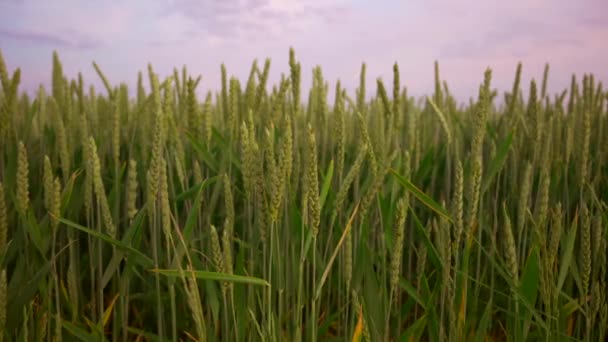 春の畑で若い緑の小麦の新鮮な耳 農業現場だ ドイツでの農業生産と栽培 ヨーロッパでは日没時に若い小麦のフィールド 熟れていない緑の小麦 — ストック動画