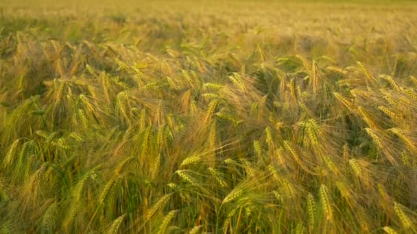 Čerstvé Uši Mladé Zelené Pšenice Jarním Poli Zemědělská Scéna Zemědělská — Stock video