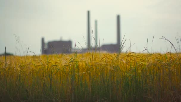 小麦田上有管子的工业植物 主题空气污染 粮食田中的工业景观 观景秀丽的工厂 自然与工业相结合 — 图库视频影像