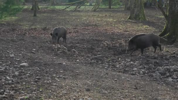 雌性野猪和它的孩子们在野外 母亲和小猪宝宝 Sus Scrofa 大胡子猪婆罗洲家庭 野猪家族的母亲和条纹小猪 野生动物 活跃的年轻野猪 — 图库视频影像