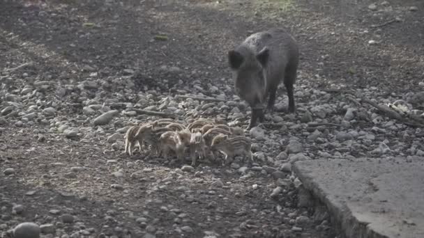 야생의 새끼들을 멧돼지입니다 어미와 멧돼지 새끼들 Sus Scrofa 입니다 가족이야 — 비디오