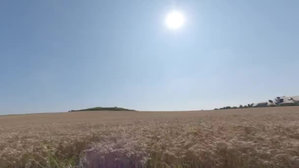 Tema Agricultura Norte França Margem Amarela Com Espiguetas Tempo Ensolarado — Vídeo de Stock