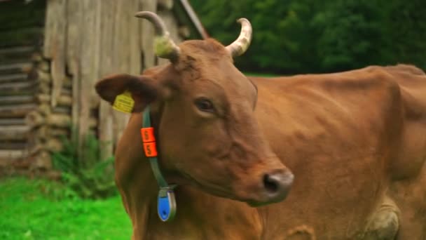 Portret Brązowej Krowy Alpach Bawarskich Niemczech Krowa Patrząca Kamerę Podczas — Wideo stockowe