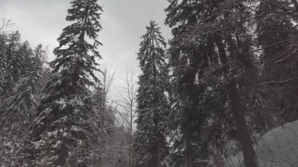 德国巴伐利亚阿尔卑斯山区 一名男性徒步旅行者背着小背包穿过雪地的针叶林 冬日里 松树林在山上 从后面看去 冒险与自然的概念 冬季景观 — 图库视频影像