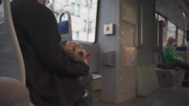 Sahibi Almanya, Münih 'te tramvay gezisinde küçük bir köpek tutuyor. Hayvanla toplu taşıma teması. Köpek sahibi ile tramvayla seyahat ediyor. Köpeğiyle gezen tanınmayan bir kadın.. 