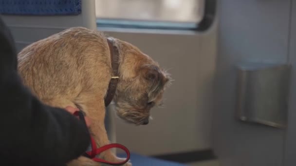 オーナーはドイツのミュンヘンでストリートカーに乗る際に小さな犬を飼っています ペットとの公共交通機関での旅行のテーマ 飼い主とトラムで旅行する犬 彼女の犬と通勤する認識できない女性 — ストック動画