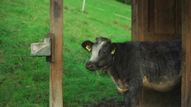 Bezerro Castanho Branco Quinta Tema Agricultura Agricultura Pecuária Alemanha Vaca — Vídeo de Stock
