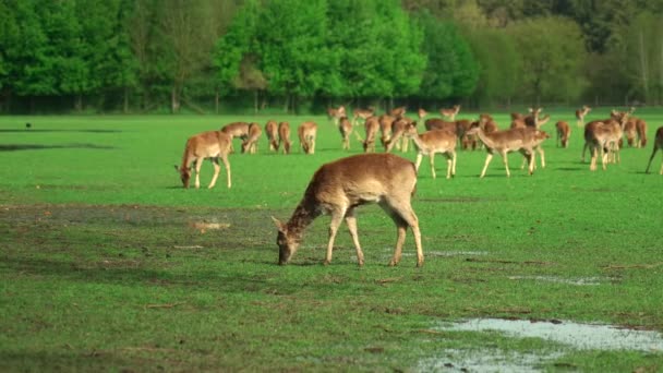 Herd Young Deer Grazing Green Meadow Forest Wide Angle Herd — Stock Video