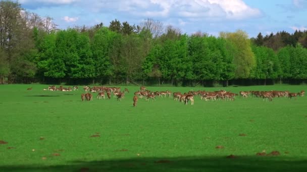 森の近くの緑の牧草地で放牧する若い鹿の群れ 晴れた日の牧草地で放牧する若いヤシの広い角度の群れ 生まれつきのロー ディア 野生の春の自然 ドイツの農業と家畜 — ストック動画