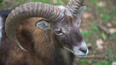 Ibex, Marhur ormanda yatıyor. Benekli keçi, ormanda yatan marun. Yaşlı erkek dağ keçisi. Yetişkin bir mouflon hayvanı. Mouflon, Ovis oryantalis, doğa habitatında orman boynuzlu hayvan. Capra dağ keçisi.. 