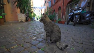 Yaz zamanı İtalya, Roma 'nın antik sokaklarında yürüyen sokak kedisi. Yazın Roma sokaklarında çizgili başıboş kedi. Roma, İtalya 'da eski rahat bir avlu. Mülk başına Un gatto di Roma. 