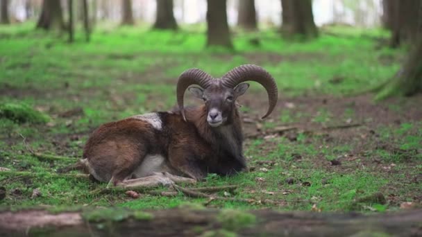 Ibex Marhur躺在森林里 斑点山羊 沼泽躺在树林里 老男性高山水牛 成年猎食动物 穆夫隆 东方Ovis 森林角化的动物在自然界的栖息地 Capra — 图库视频影像