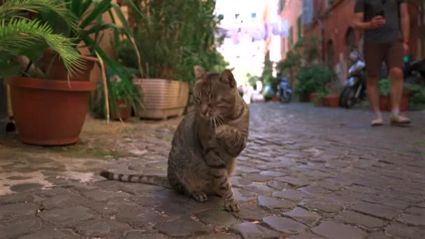 Street Cat Promenader Antika Gator Rom Italien Sommaren Randig Herrelös — Stockvideo
