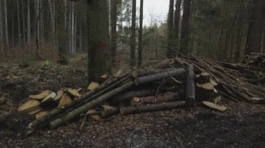 Almanya 'da bir ormanda yakacak odun yığını. Avrupa 'da bir bahar ormanında kesilmiş ağaçlar yığını. Kırsal kesimdeki bir Avrupa ormanında kesilmiş bir grup orman. Oduncu ve oduncu. Yığılmış ağaç direkleri. 