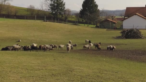 Gospodarstwo Owcami Bawarii Niemcy Wiosną Słoneczną Pogodę Padok Jagnięcinami Podwórku — Wideo stockowe