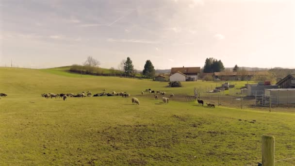 春天里 德国巴伐利亚的养羊场 奶农院子里放着羊羔的垫子 德国畜牧业和农业主题 躺在草地上 — 图库视频影像