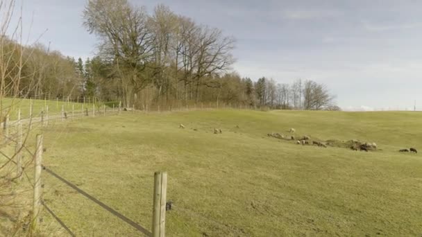 春天里 德国巴伐利亚的养羊场 奶农院子里放着羊羔的垫子 德国畜牧业和农业主题 躺在草地上 — 图库视频影像