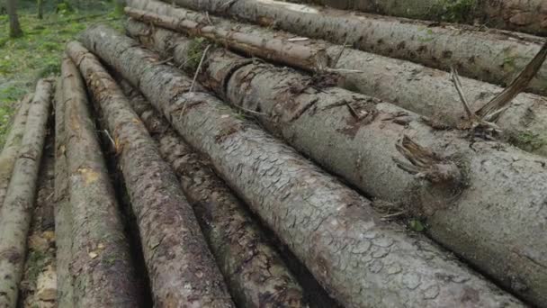 Houtstapels Een Bos Duitsland Stapel Gekapte Bomen Een Voorjaarsbos Europa — Stockvideo