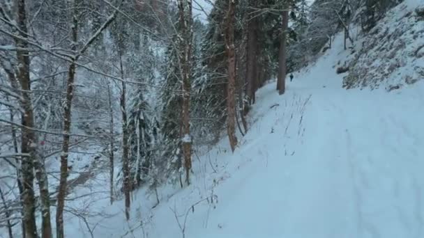 Pěší Turisté Procházejí Zasněženým Jehličnatým Lesem Malým Batohem Bavorských Alpách — Stock video