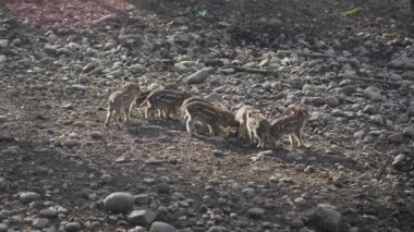 Vahşi doğadaki çocuk yavrularıyla birlikte dişi yaban domuzu. Anne ve yavru domuzlar. Sus scrofa. Sakallı domuzlar Borneo ailesi. Yaban domuzu ailesi annesi ve çizgili domuz yavrusu. Vahşi yaşam. Aktif genç domuzlar. 