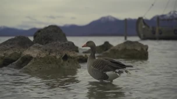 Greylag Anser Anser Gęś Alpejskim Jeziorze Zachodzie Słońca Widokiem Góry — Wideo stockowe