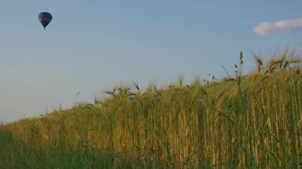 여름에 스피클레트의 옥수수 머리를 분야에 바구니와 풍선에 비행으로 여행의 농업으로서의 — 비디오