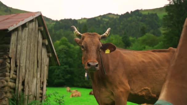 Portret Brązowej Krowy Alpach Bawarskich Niemczech Krowa Patrząca Kamerę Podczas — Wideo stockowe