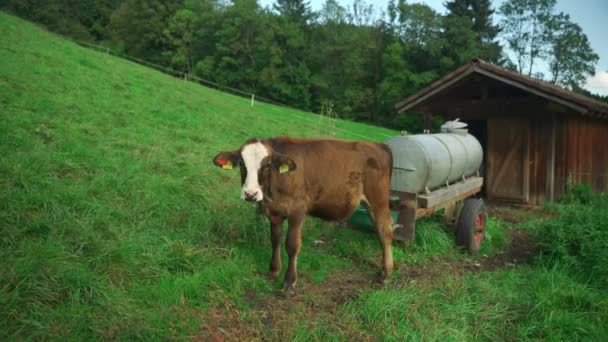 Bezerro Castanho Branco Quinta Tema Agricultura Agricultura Pecuária Alemanha Vaca — Vídeo de Stock