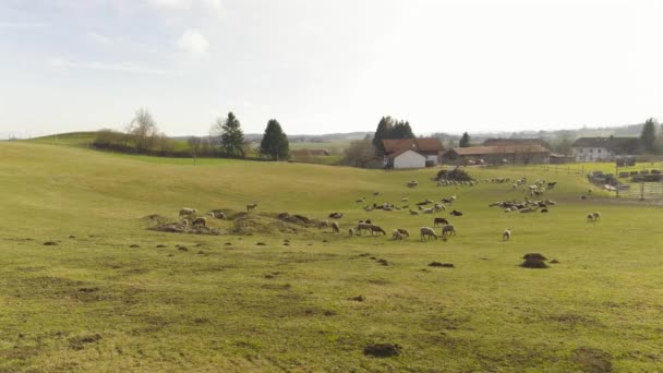 Farma Ovcemi Bavorsku Německo Jaře Slunečného Počasí Paddock Jehňaty Dvoře — Stock video