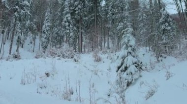 Erkek yürüyüşçü, Almanya 'nın Bavyera Alplerinde küçük sırt çantasıyla karlı kozalaklı ormanlarda yürüyor. Kış günü, dağlardaki çam ormanı, arkadan manzara. Macera ve doğa kavramı. Kış manzarası. 